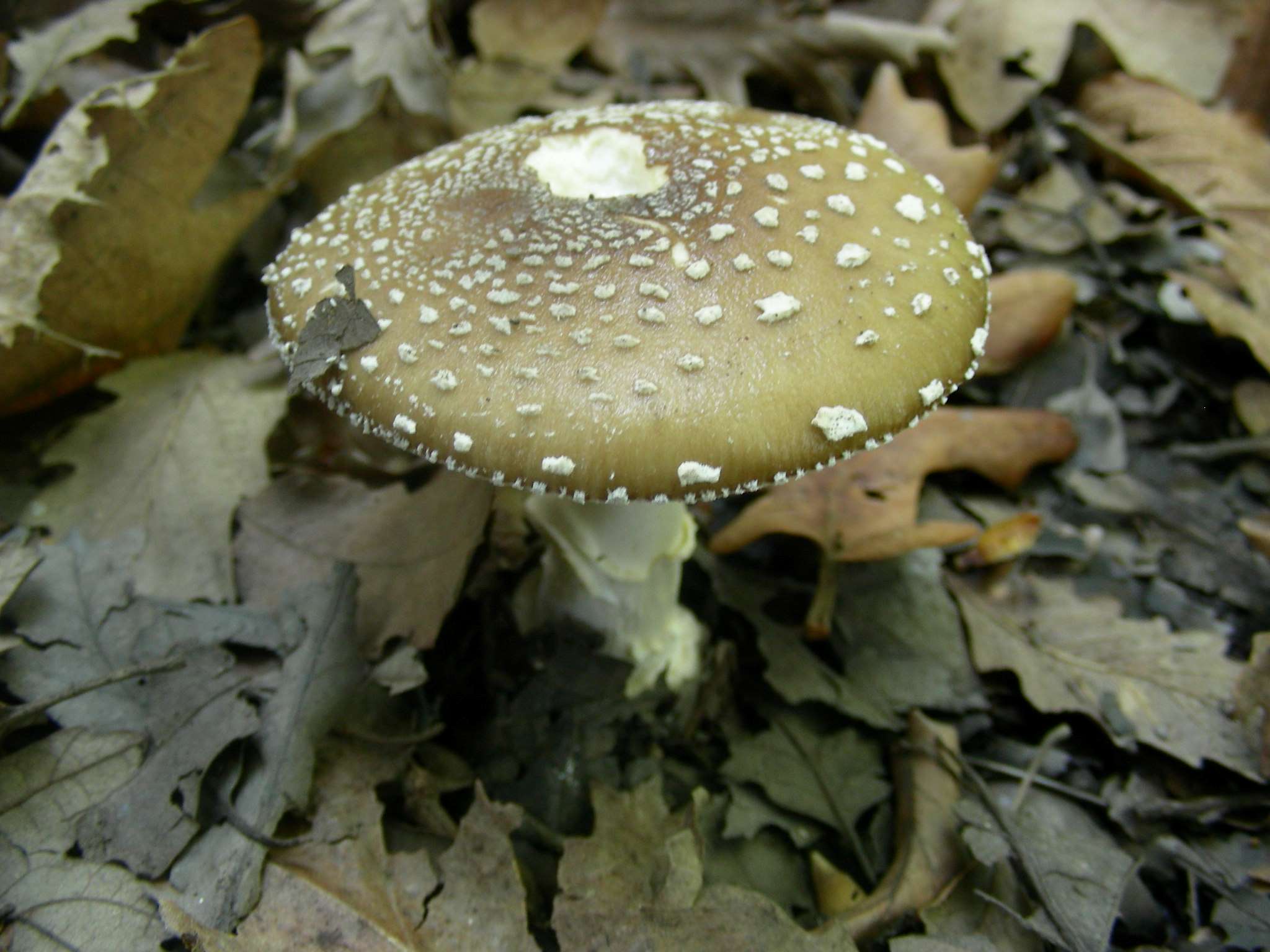 1342 Maggio vecchio ritrovamento